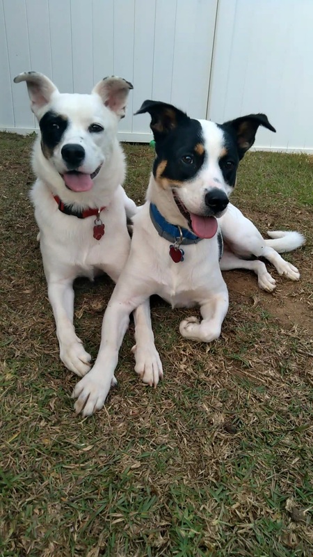 Entry image for Bailey and Comet. Clicking this image will show a larger photo