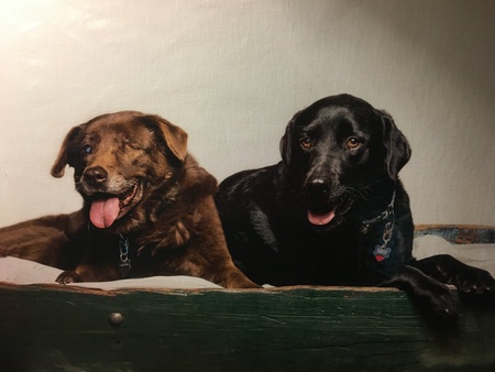 Entry image for Faith & Lulu. Clicking this image will show a larger photo