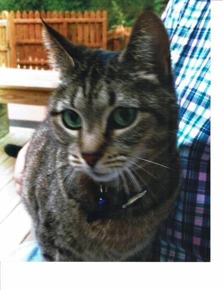 Entry image for My Kitten. Clicking this image will show a larger photo