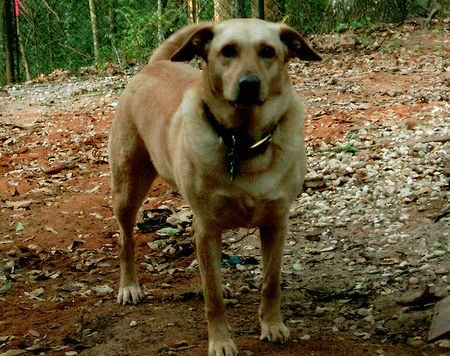 Entry image for Sandy. Clicking this image will show a larger photo