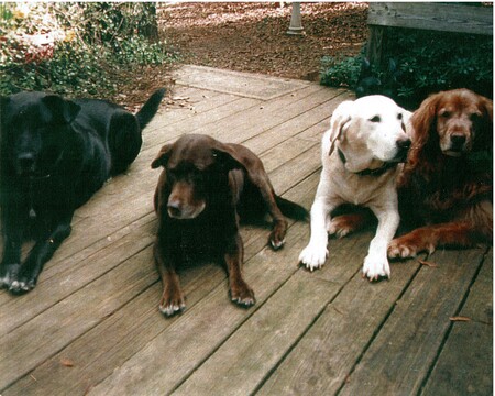 Entry image for Bear, Sugar, Bud & Rex. Clicking this image will show a larger photo
