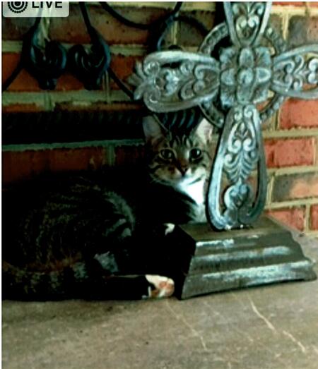 Entry image for Mittens. Clicking this image will show a larger photo