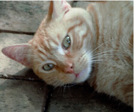 Entry image for Jesse. Clicking this image will show a larger photo