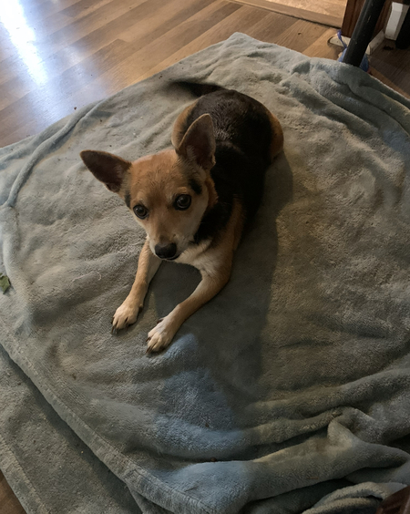 Entry image for Bella. Clicking this image will show a larger photo