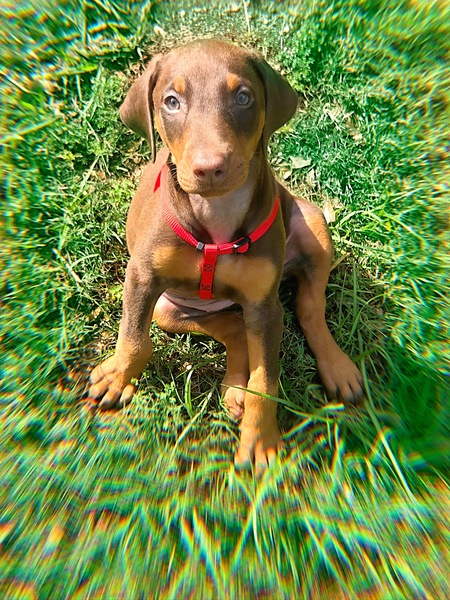 Entry image for Arya. Clicking this image will show a larger photo