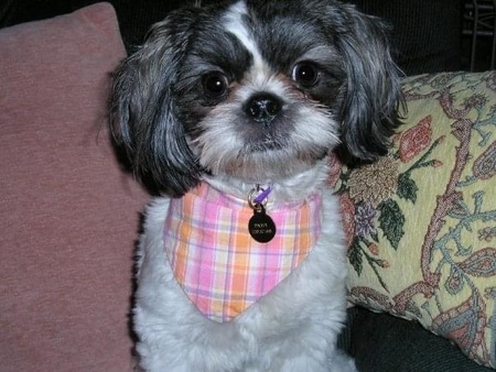 Entry image for Daisy. Clicking this image will show a larger photo