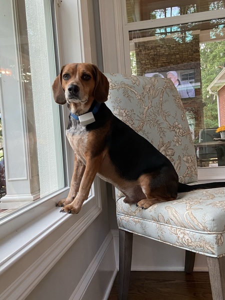 Entry image for Tucker. Clicking this image will show a larger photo