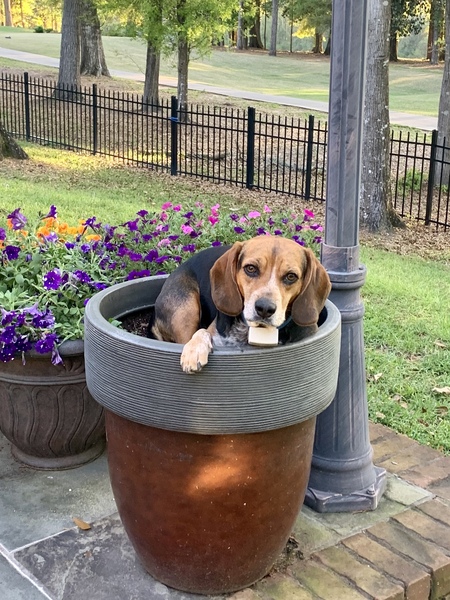 Entry image for Tucker. Clicking this image will show a larger photo