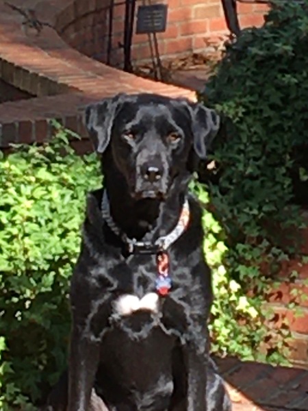 Entry image for Lulu. Clicking this image will show a larger photo