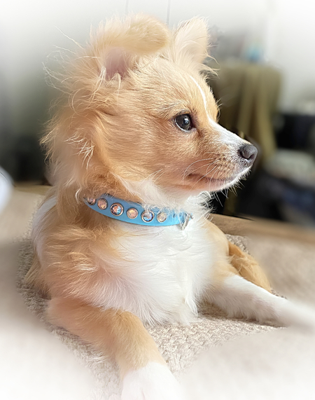 Entry image for Teddy. Clicking this image will show a larger photo
