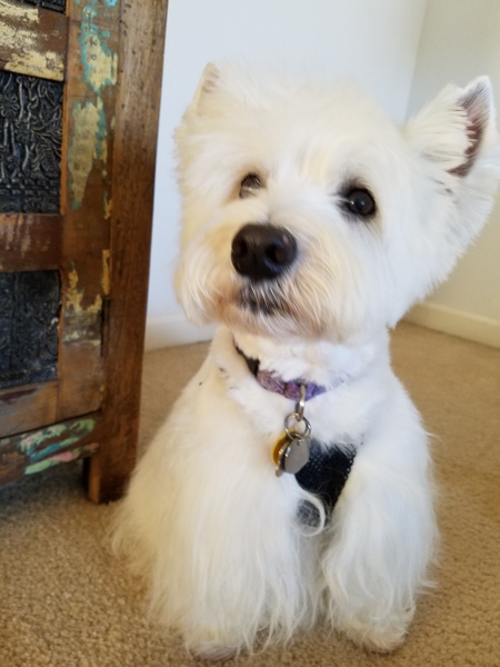 Entry image for Daisy. Clicking this image will show a larger photo