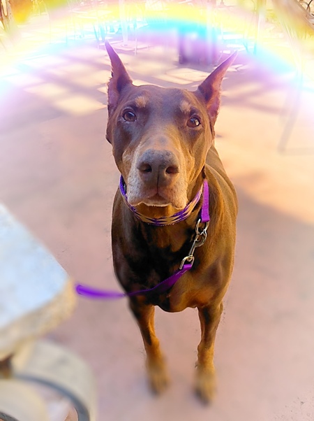 Entry image for Ava. Clicking this image will show a larger photo