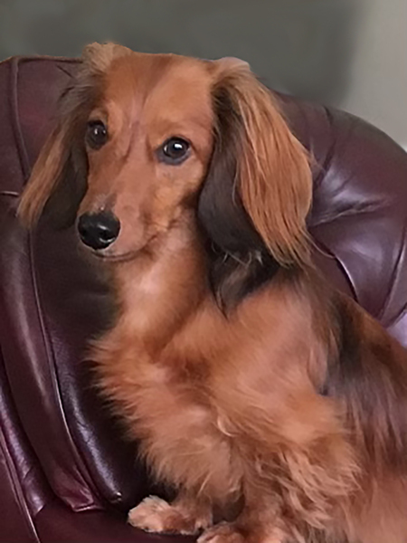 Entry image for Murphy. Clicking this image will show a larger photo