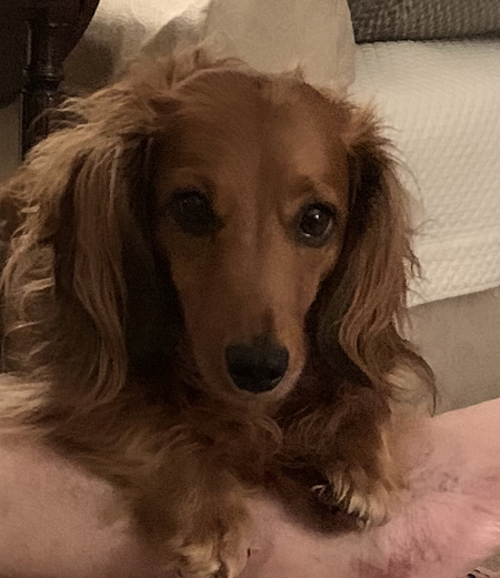Entry image for Murphy. Clicking this image will show a larger photo