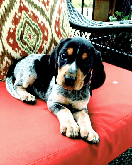 Entry image for Lucy. Clicking this image will show a larger photo