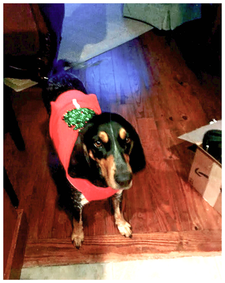 Entry image for Lucy. Clicking this image will show a larger photo
