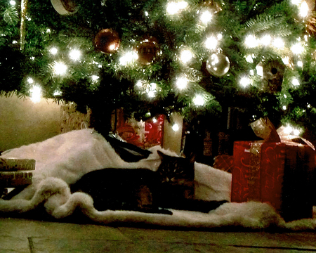 Entry image for Atticus. Clicking this image will show a larger photo