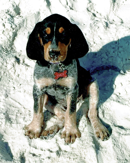 Entry image for Lucy. Clicking this image will show a larger photo