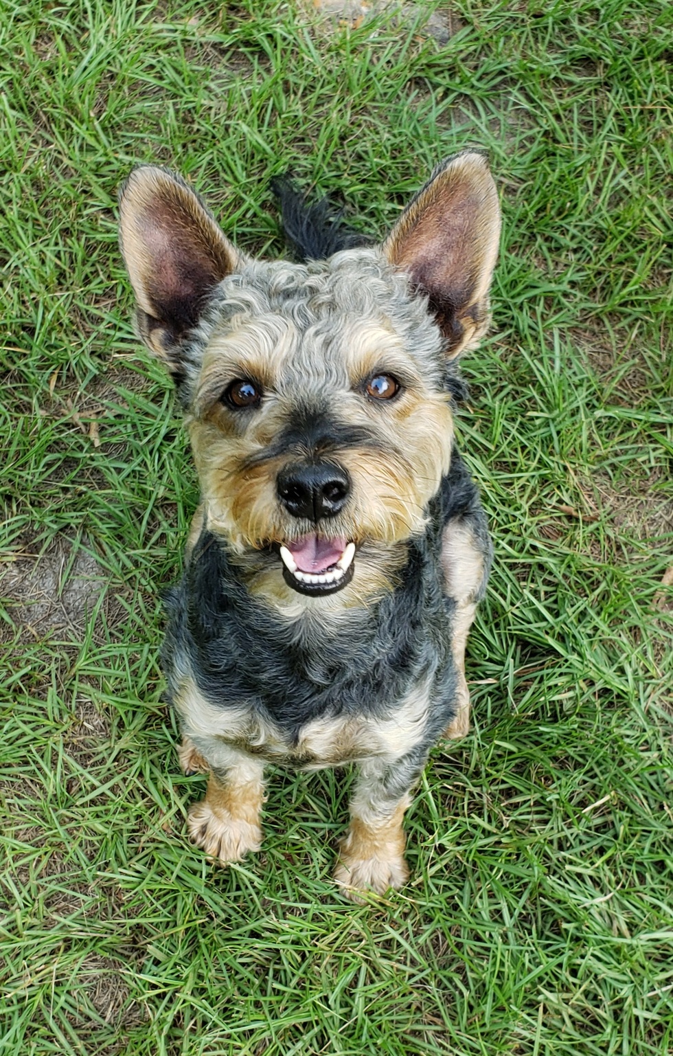 Vote for Ares | 2022 Best Pets Of The Wiregrass Calendar Photo Contest