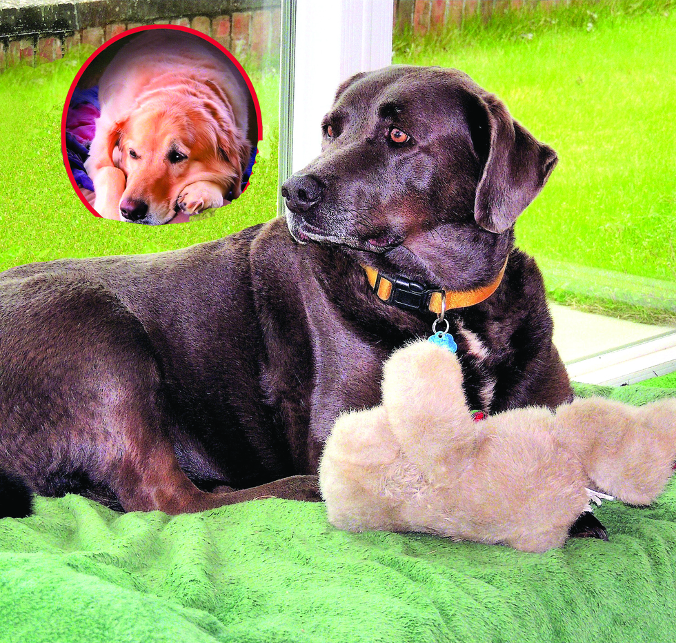 Vote for Alley Mae | 2022 Best Pets Of The Wiregrass Calendar Photo Contest