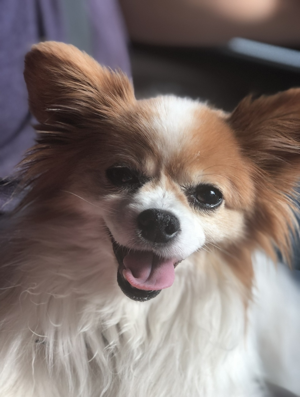 Vote for Chi Chi | 2022 Best Pets Of The Wiregrass Calendar Photo Contest Vote for Chi Chi | 2022 Best Pets Of The Wiregrass Calendar Photo Contest
