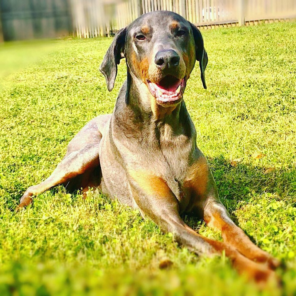 Vote for Axl | 2022 Best Pets Of The Wiregrass Calendar Photo Contest Vote for Axl | 2022 Best Pets Of The Wiregrass Calendar Photo Contest