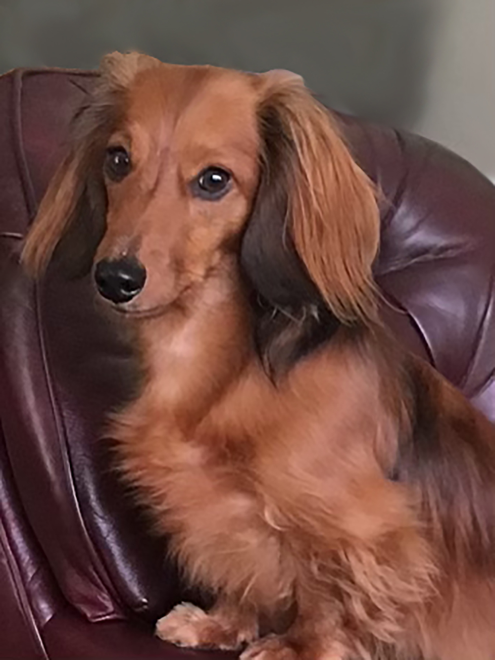 Vote for Murphy | 2022 Best Pets Of The Wiregrass Calendar Photo Contest Vote for Murphy | 2022 Best Pets Of The Wiregrass Calendar Photo Contest