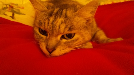 Olive