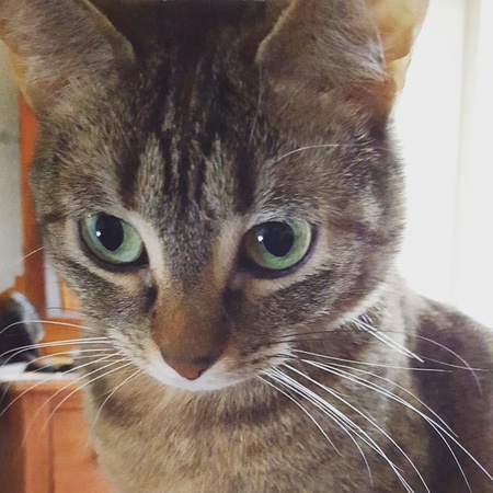 Lilliebelle Scout 