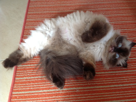Miss Kitty Fantastico