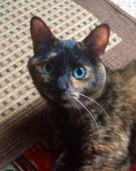 Punkin