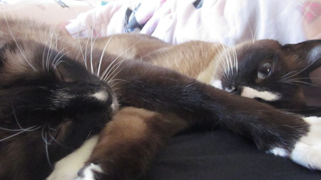 Cosmo and Cleo