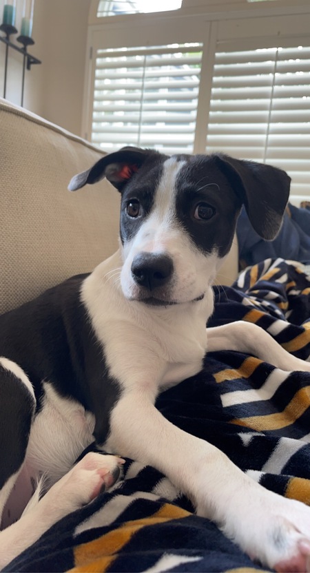 Juno