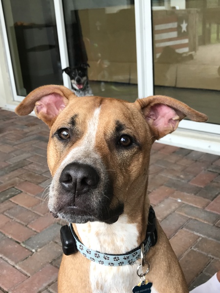 Scout