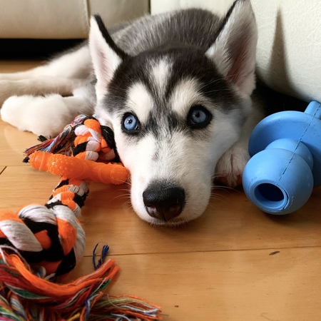 Koda