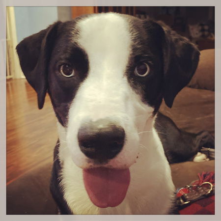 Scout