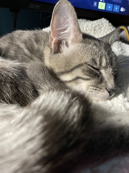 Gus