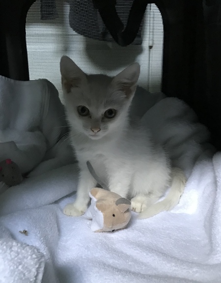 Sophie