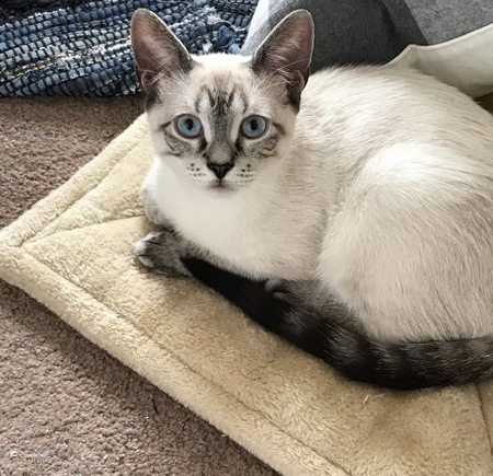 Gianni