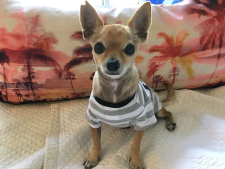 Peanut Vincent Van Gogh