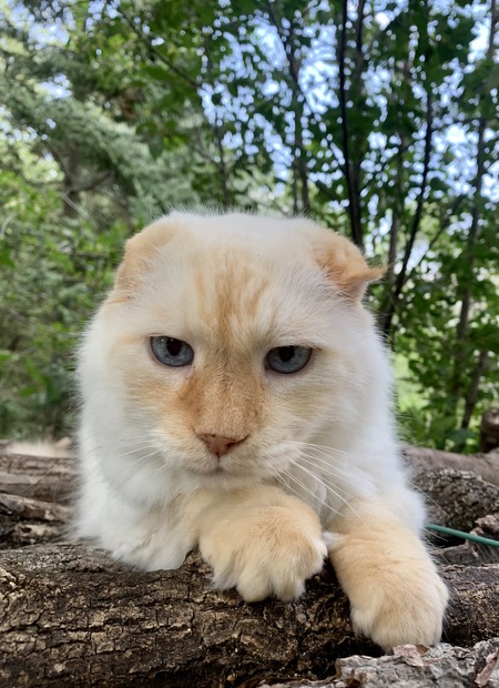 Saba