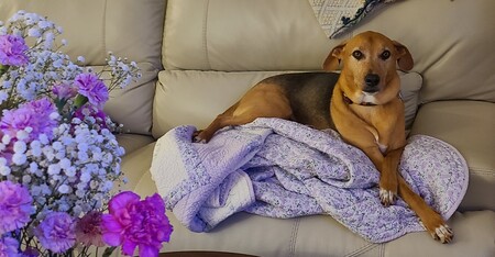 Daisy