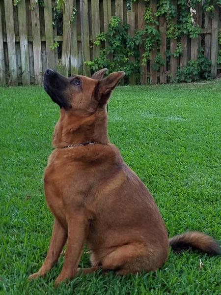 Mr Moose