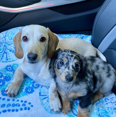 Zoey and Koda