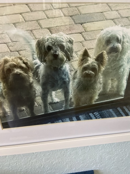 Brennan Pups