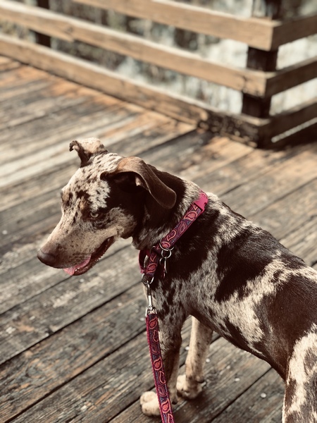 Trixie