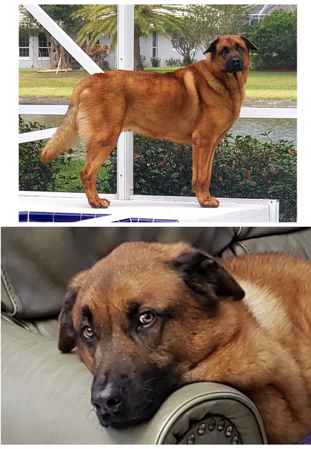 Ozzie dog