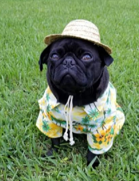 Bug the Pug