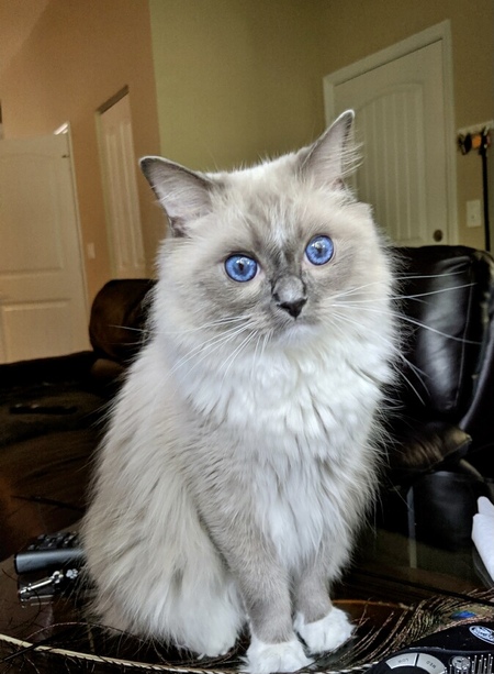 Indigo