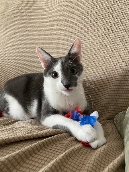 Blueberry 